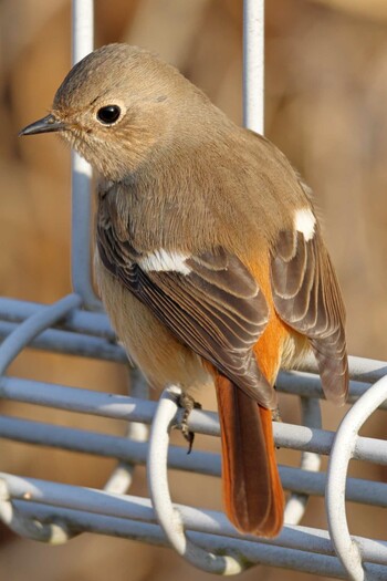 Daurian Redstart 八王子市 Thu, 3/17/2022