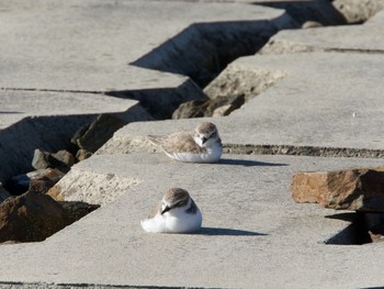 Kentish Plover 愛知県 Mon, 9/18/2017