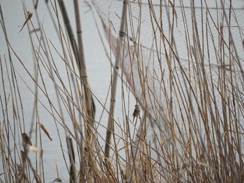 Common Reed Bunting Unknown Spots Sun, 1/30/2022