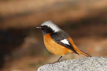 Daurian Redstart Kyoto Gyoen Wed, 3/16/2022