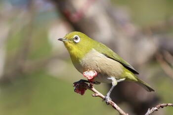 Warbling White-eye Kyoto Gyoen Wed, 3/16/2022