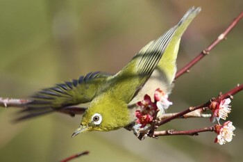 Warbling White-eye Kyoto Gyoen Wed, 3/16/2022