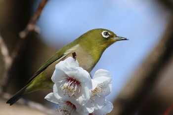 Warbling White-eye Kyoto Gyoen Wed, 3/16/2022