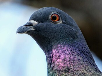 Rock Dove Mizumoto Park Sat, 3/12/2022