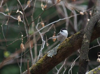 Thu, 3/17/2022 Birding report at Hinohara Tomin no mori