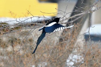 カササギ 苫小牧市 2022年2月26日(土)