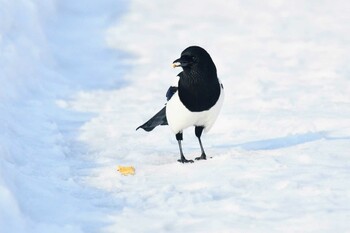 カササギ 苫小牧市 2022年2月26日(土)