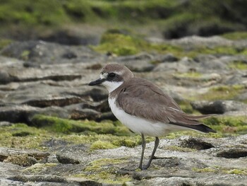 Siberian Sand Plover 大瀬海岸(奄美大島) Fri, 3/11/2022