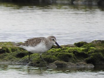 Dunlin 大瀬海岸(奄美大島) Fri, 3/11/2022