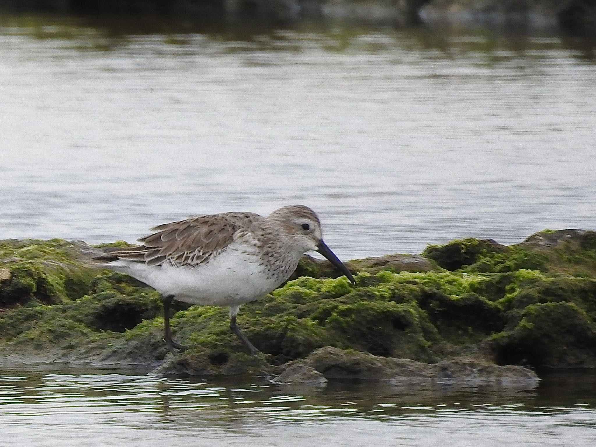 Photo of Dunlin at 大瀬海岸(奄美大島) by 🐟