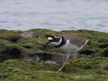 Little Ringed Plover 大瀬海岸(奄美大島) Fri, 3/11/2022