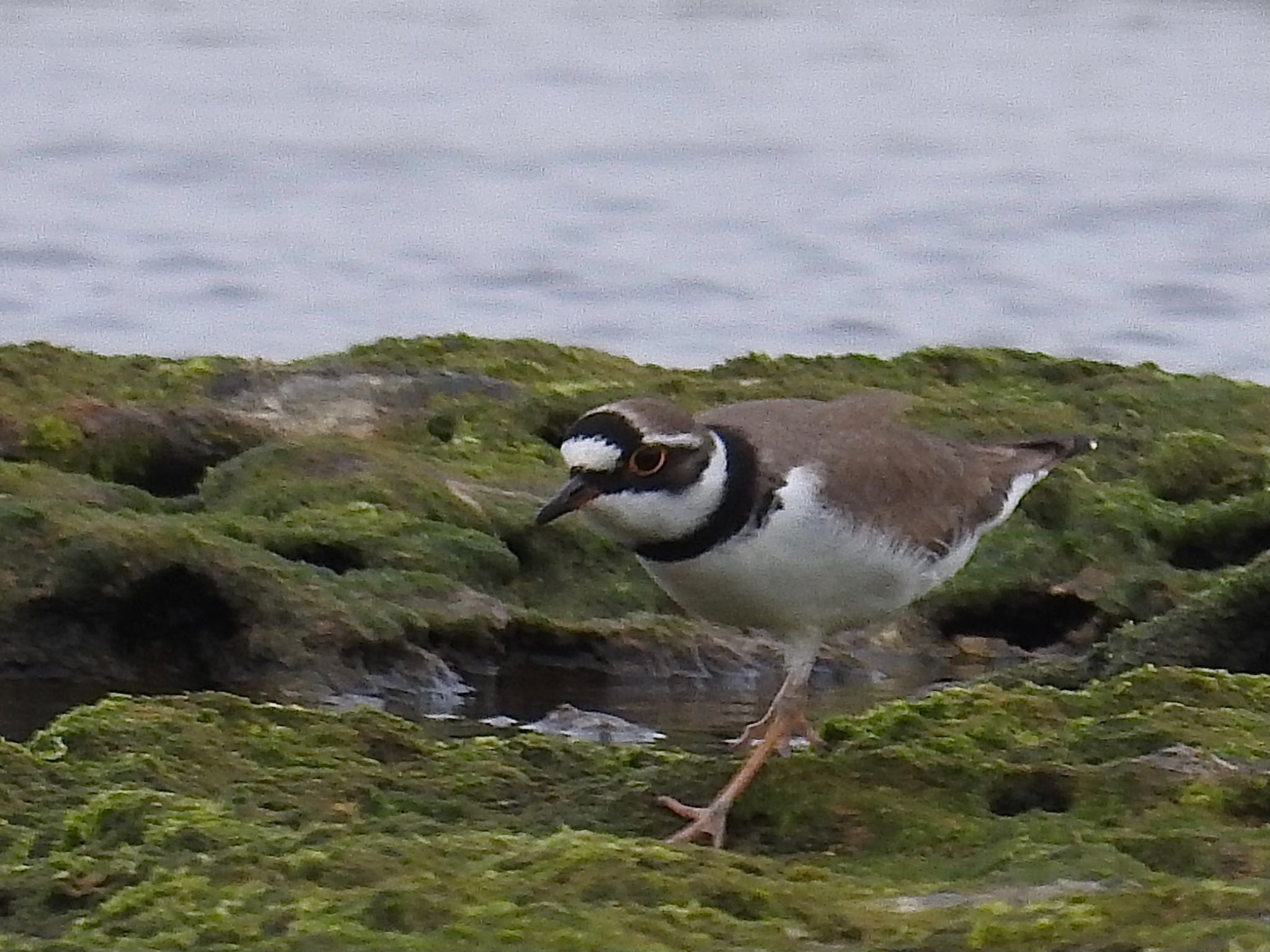 Little Ringed Plover