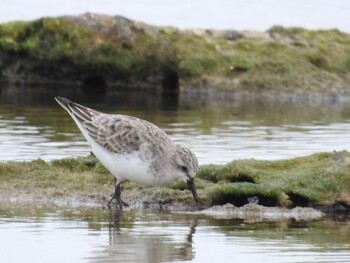 Sanderling 大瀬海岸(奄美大島) Fri, 3/11/2022