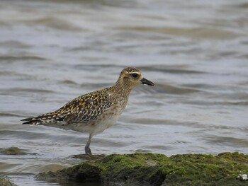 Pacific Golden Plover 大瀬海岸(奄美大島) Fri, 3/11/2022