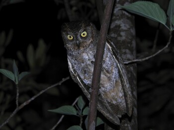 Ryukyu Scops Owl 湯湾岳公園 Fri, 3/11/2022