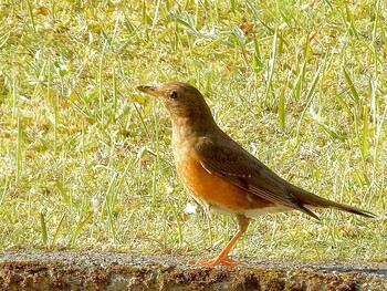 2022年3月12日(土) 宇検村総合運動公園(奄美大島)の野鳥観察記録