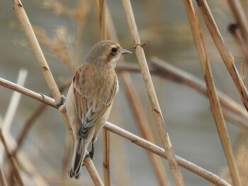 Thu, 3/17/2022 Birding report at 淀川河川公園
