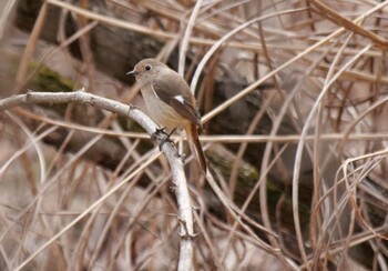 Daurian Redstart 小鹿野町 Thu, 3/10/2022