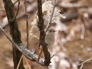 Daurian Redstart 小鹿野町 Thu, 3/10/2022