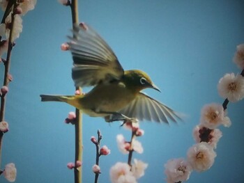 Warbling White-eye 平城宮跡 Wed, 3/16/2022