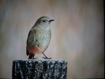 Daurian Redstart 平城宮跡 Wed, 3/16/2022