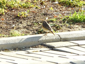 2011年11月17日(木) サウジアラビア ラービグ市 会社のコミュニティーの野鳥観察記録