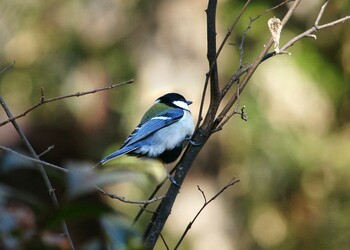 シジュウカラ 光が丘公園 2022年3月15日(火)