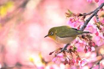 メジロ 場所が不明 2022年3月7日(月)