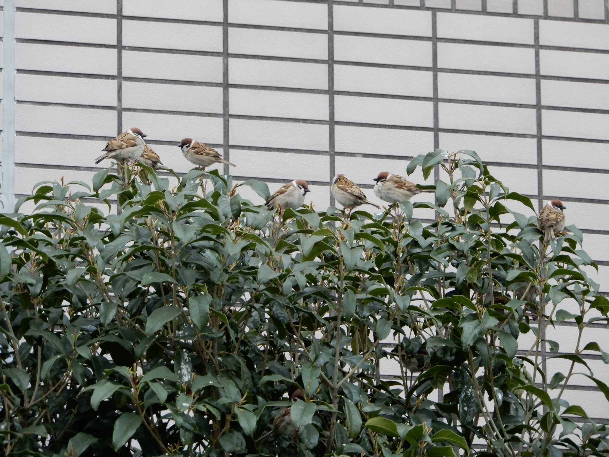 平和の森公園、妙正寺川 スズメの写真 by morinokotori