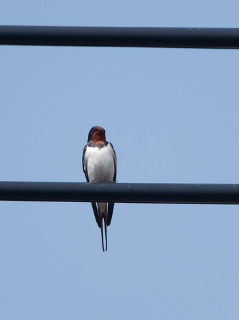 2022年3月17日(木) 鶴見川の野鳥観察記録