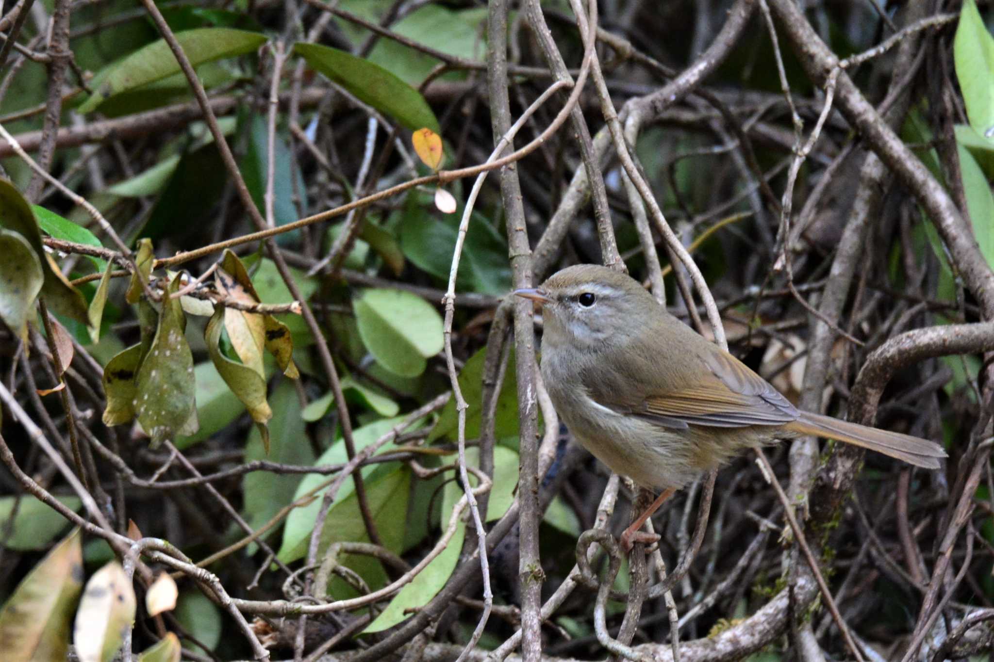 Japanese Bush Warbler