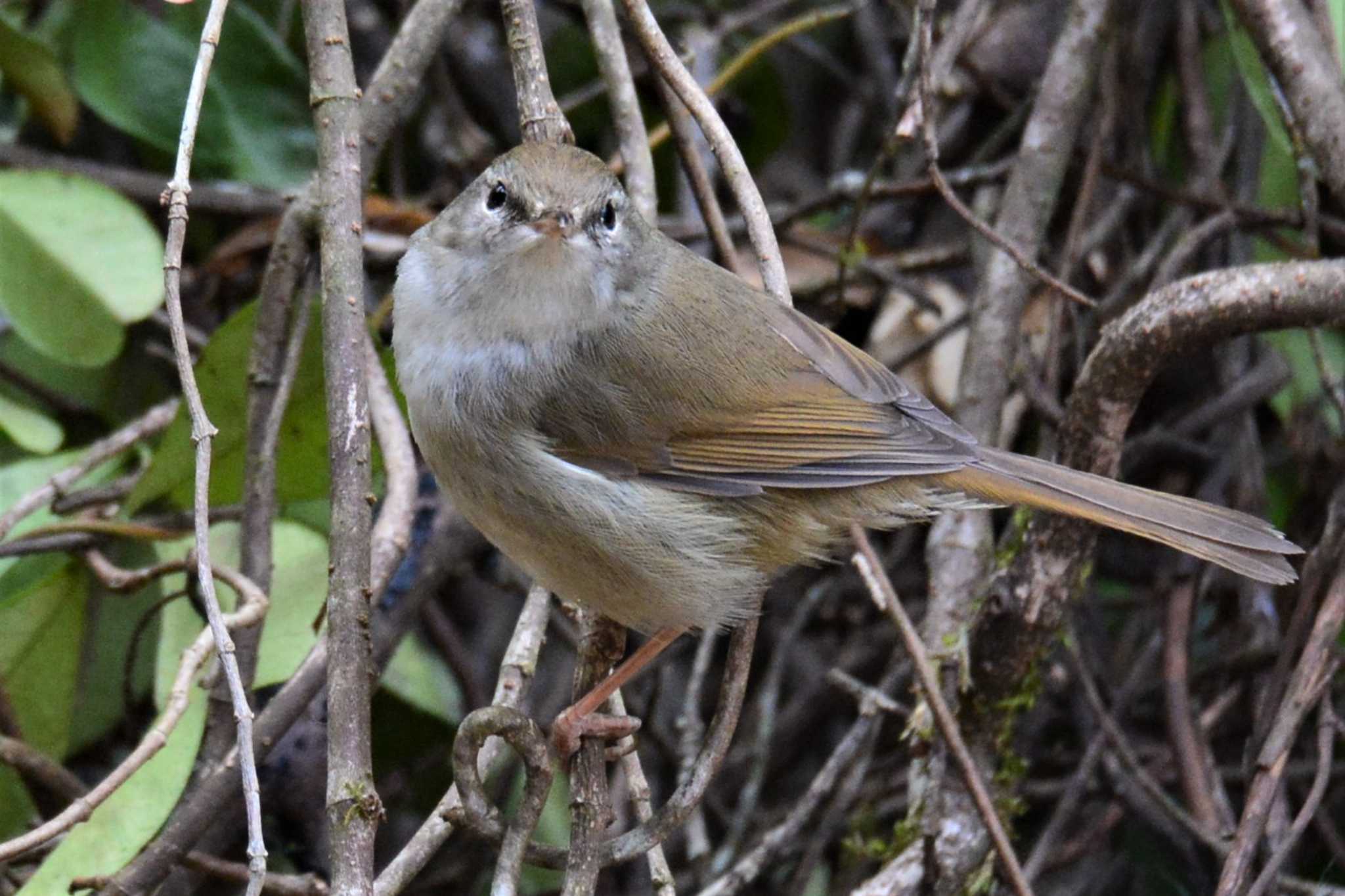 Japanese Bush Warbler