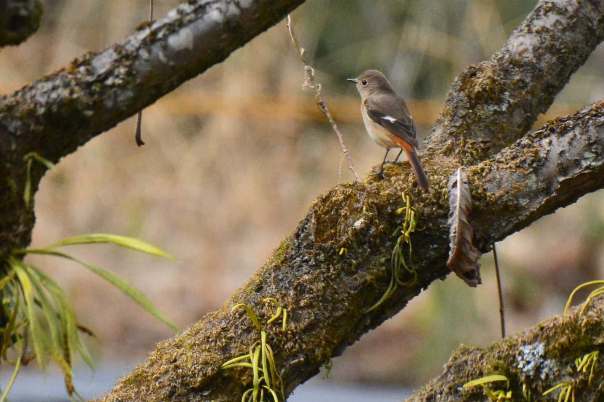 Photo of Daurian Redstart at 裏高尾 by geto