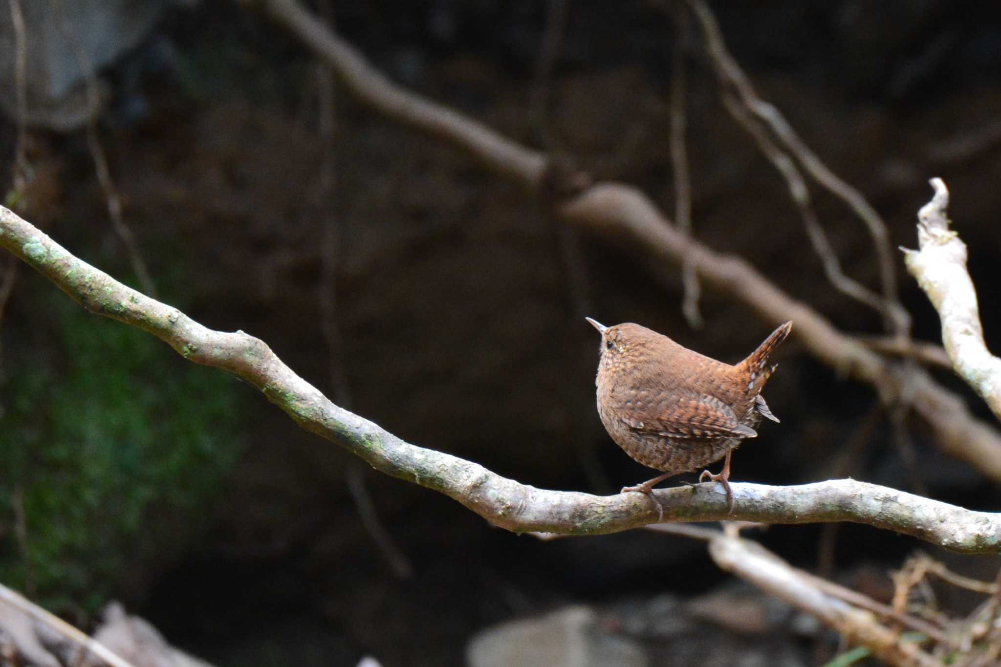 Photo of Eurasian Wren at 裏高尾 by geto