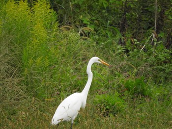 Great Egret あきる野市切欠付近秋川 Sun, 10/1/2017