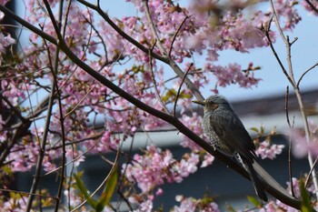 Mon, 3/7/2022 Birding report at 多摩川二ヶ領宿河原堰