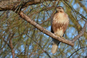 Thu, 3/10/2022 Birding report at 多摩川二ヶ領宿河原堰