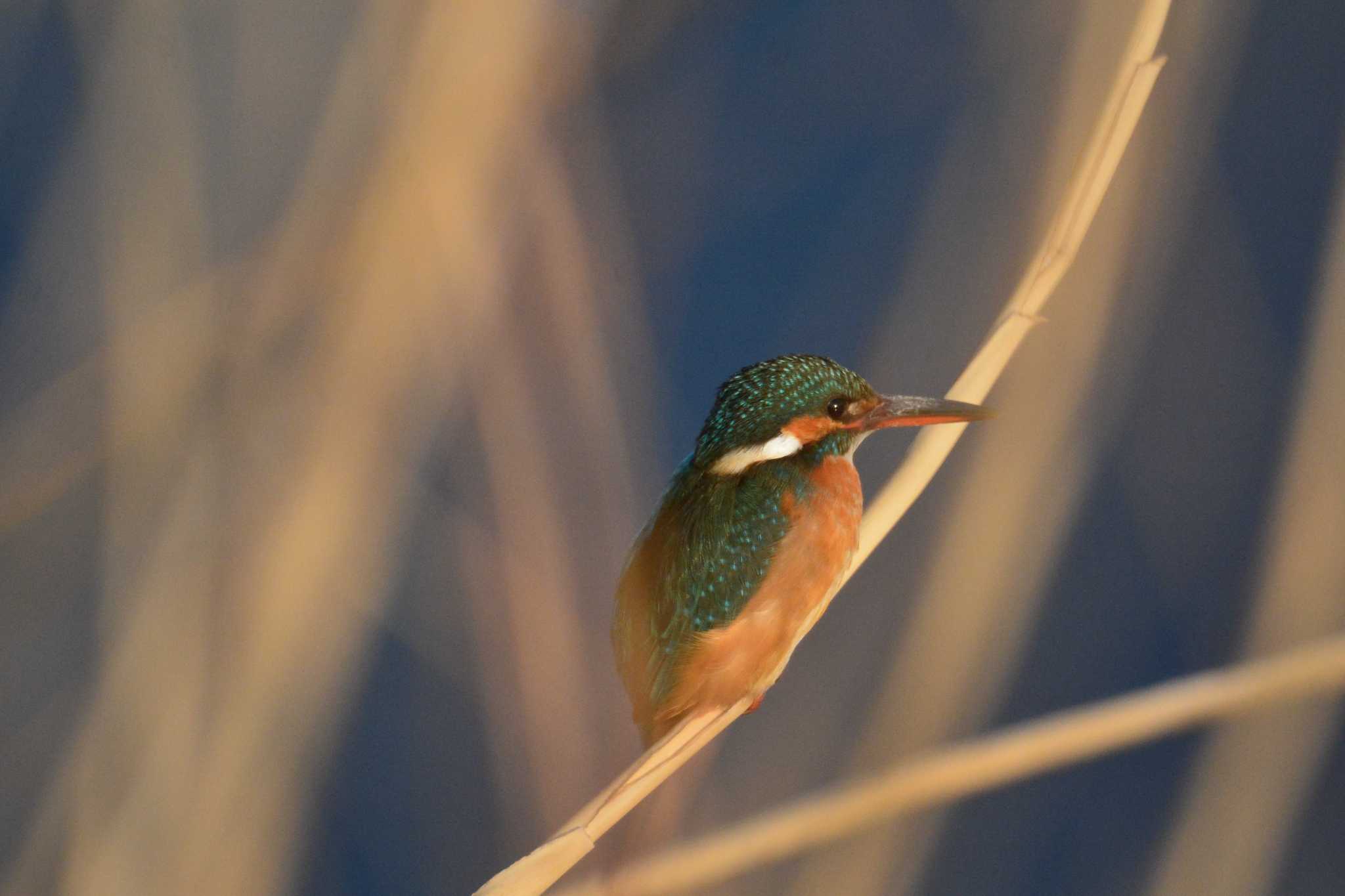 Photo of Common Kingfisher at 多摩川二ヶ領宿河原堰 by geto