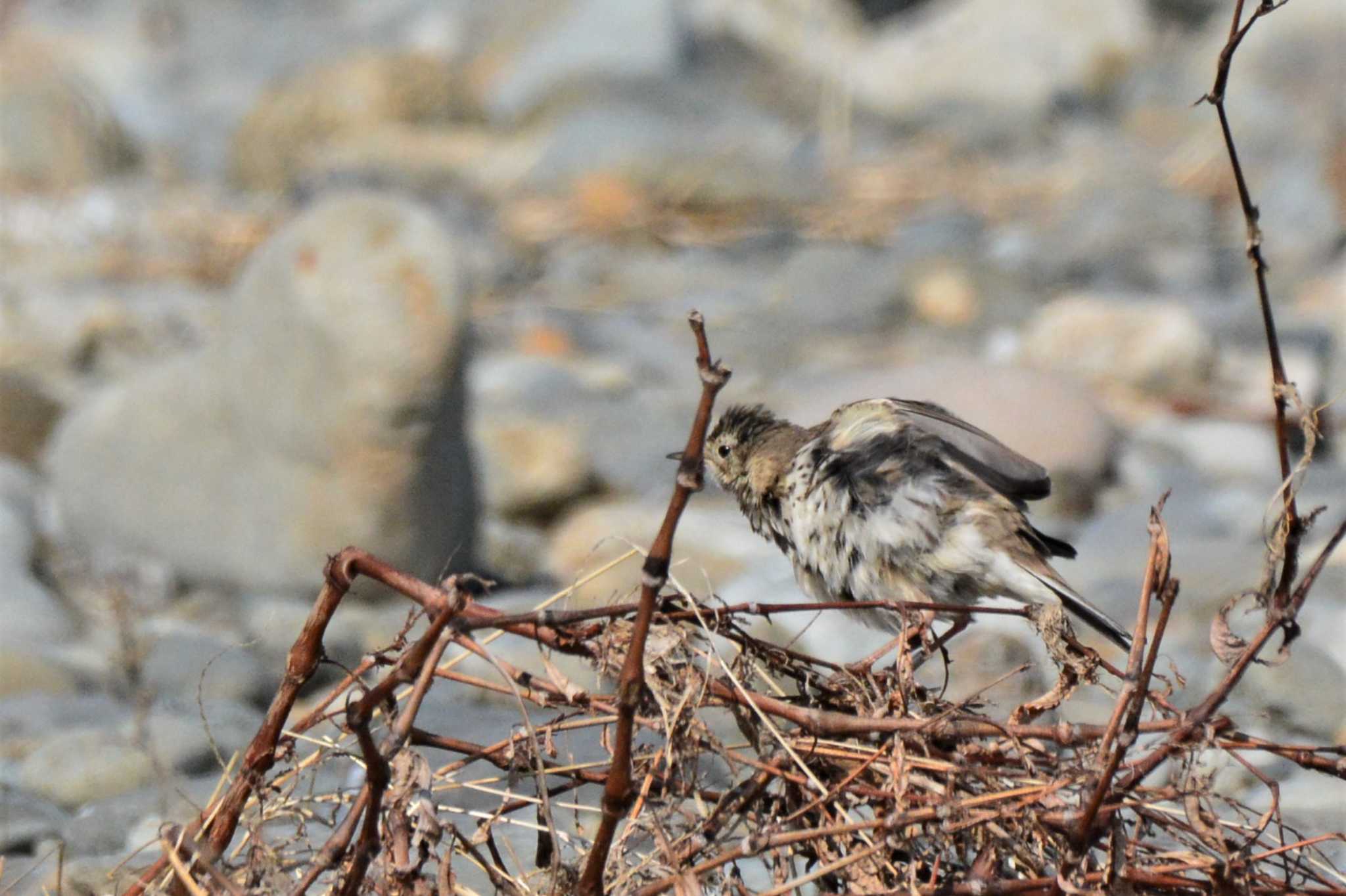 Water Pipit