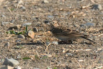 Tue, 3/15/2022 Birding report at 多摩川二ヶ領宿河原堰