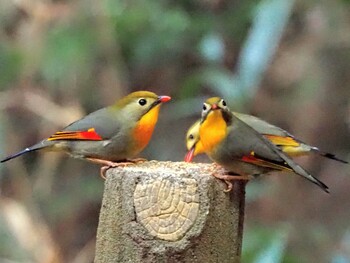 ソウシチョウ 摩耶山 撮影日未設定