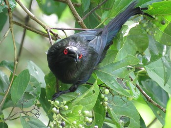 Moluccan Starling