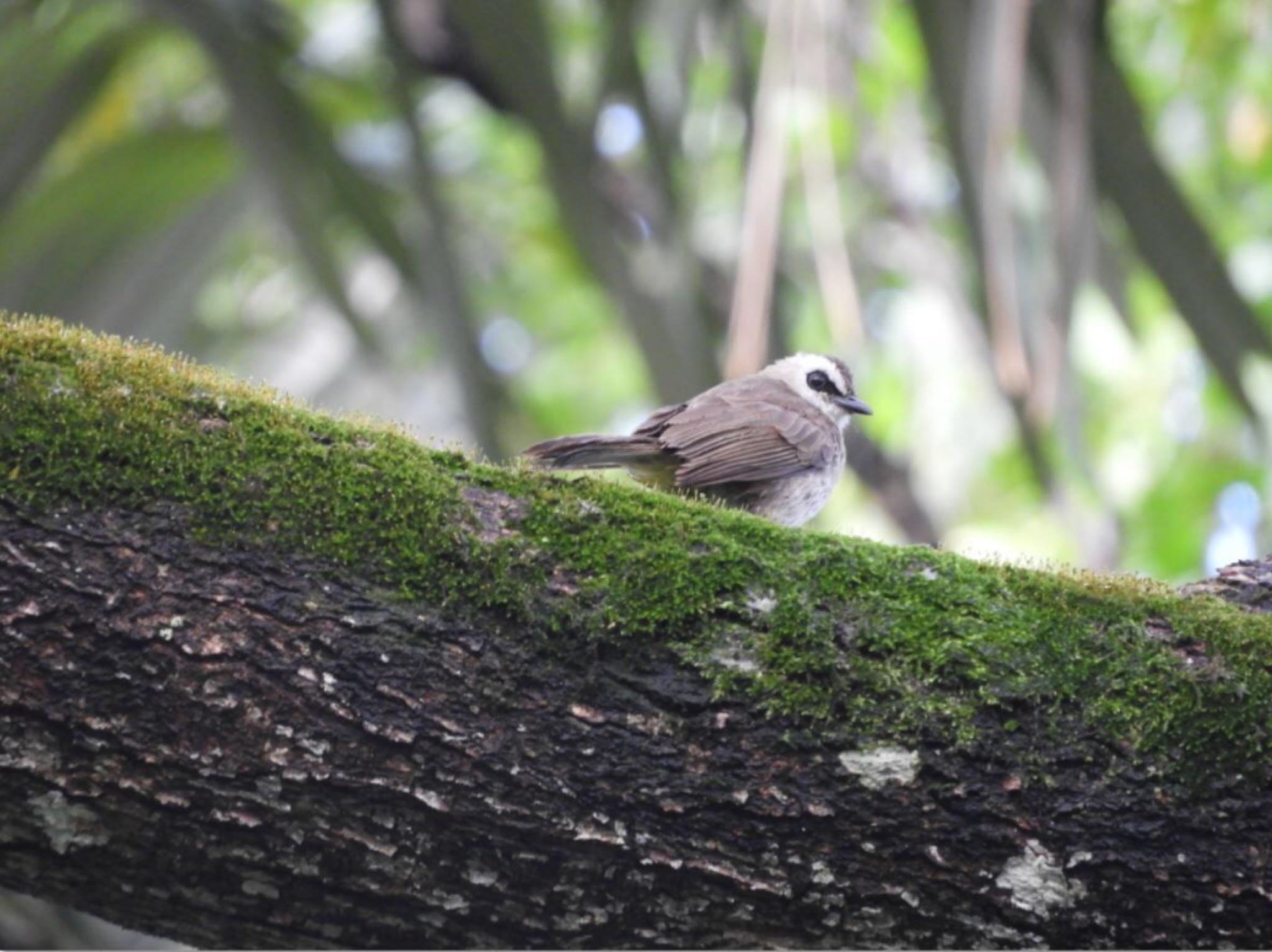 Yellow-vented Bulbul