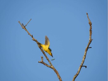 Black-naped Oriole シンガポール Tue, 4/11/2017