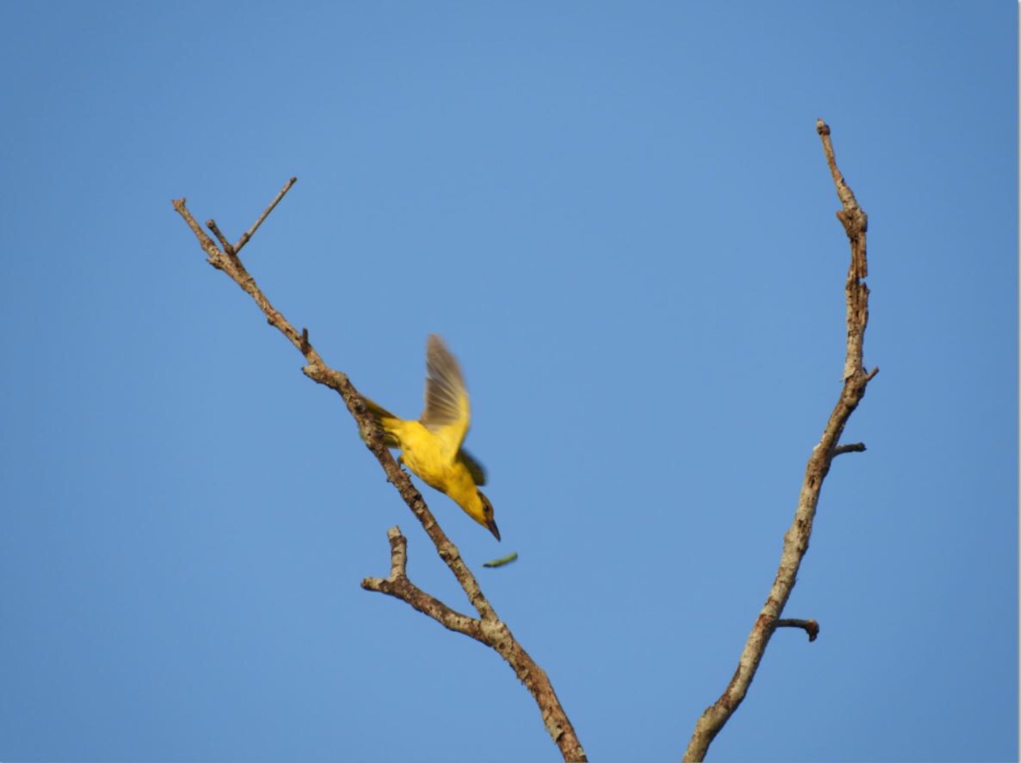 Photo of Black-naped Oriole at シンガポール by Tsubasa Abu