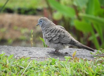 Spotted Dove シンガポール Tue, 4/11/2017