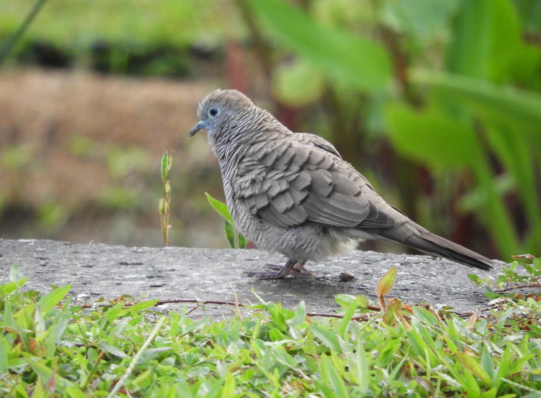 Spotted Dove