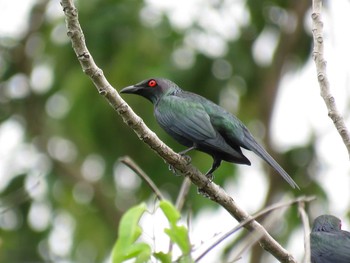 Moluccan Starling インドネシア　ハルマヘラ島 Mon, 7/31/2017