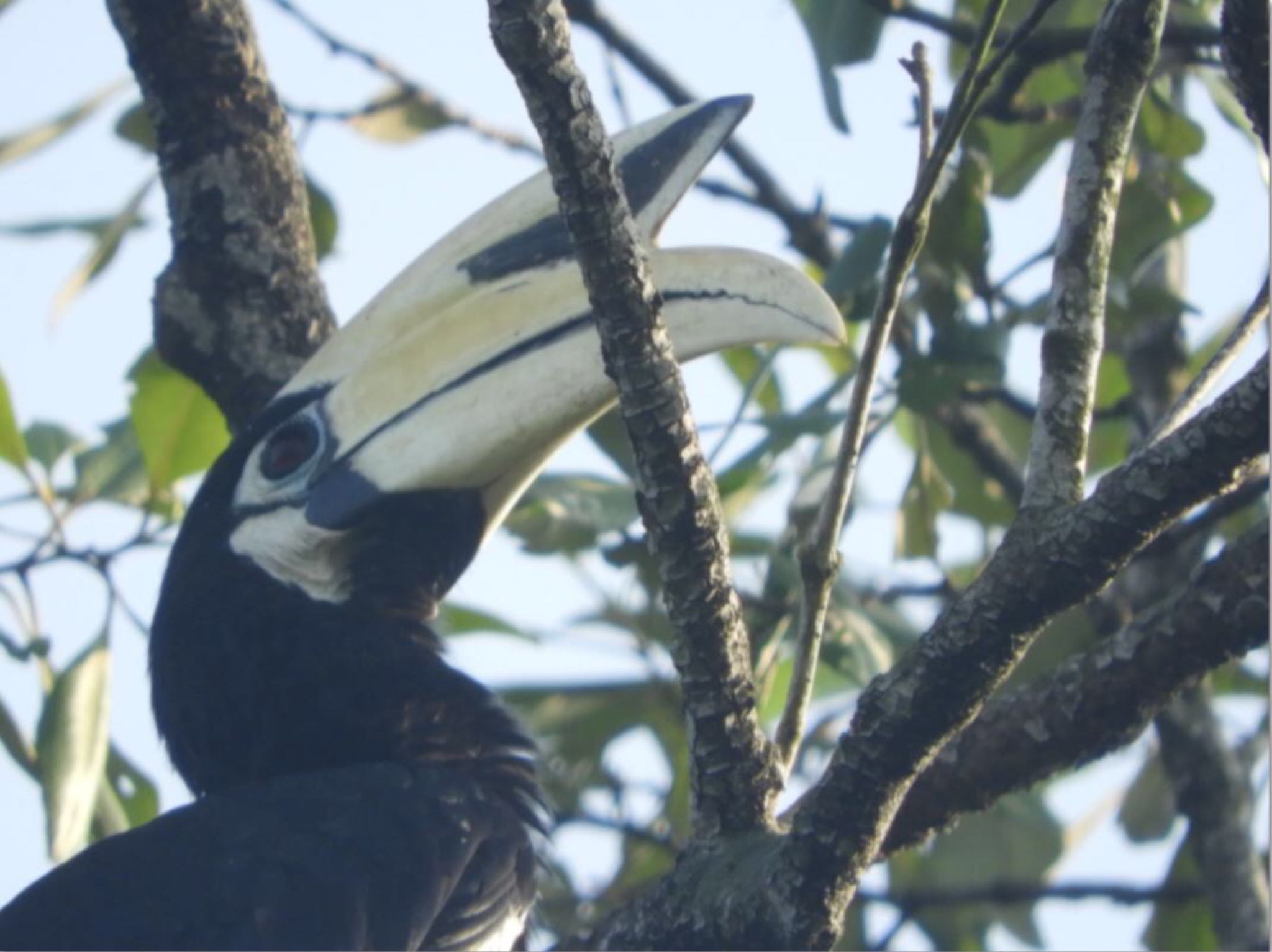 Rhinoceros Hornbill