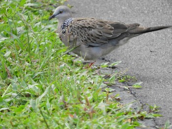 Spotted Dove シンガポール Tue, 4/11/2017